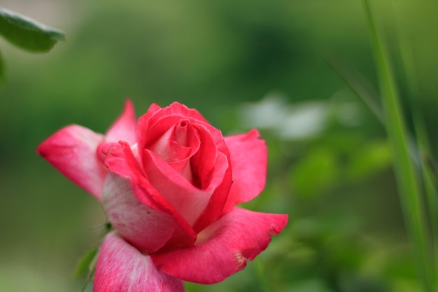 ピンクのバラの花の背景に雨滴とピンクのバラの花自然