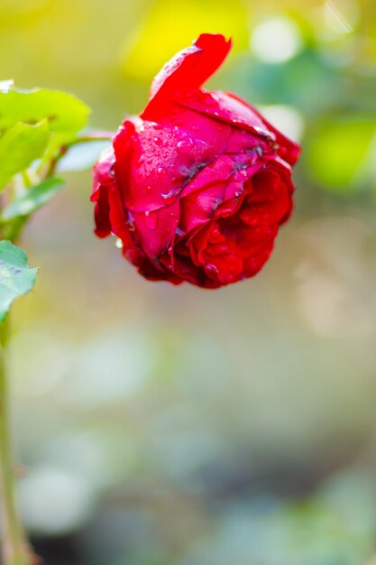 写真 ピンクの花 雨の滴 美しいピンクのバラ 庭にバラの花がく