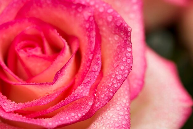 Pink rose flower with water drops water drops on rose flower background