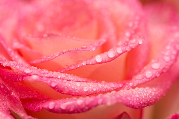 Pink rose flower with water drops water drops on rose flower background