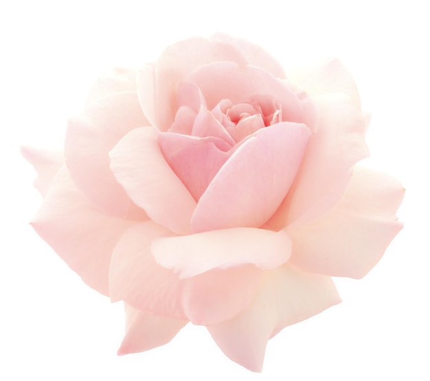 Pink rose flower