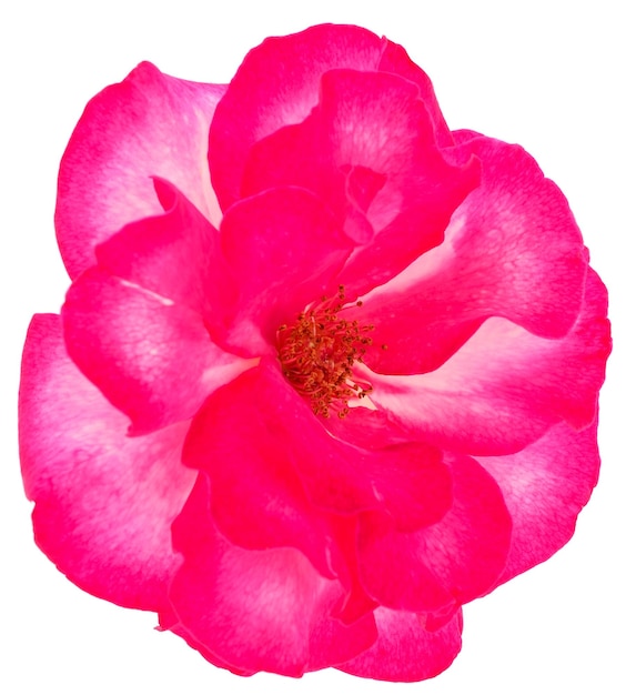 Pink rose flower