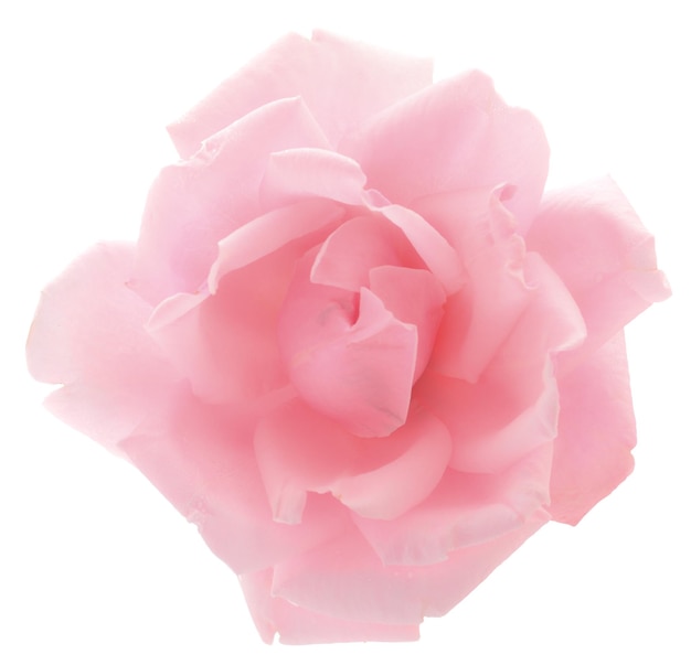 Pink rose flower