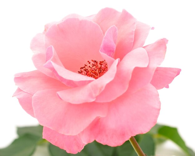 Pink rose flower