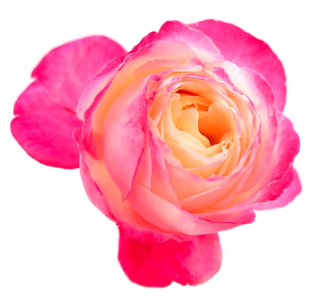 Розовый цветок розы