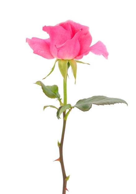 Pink rose flower