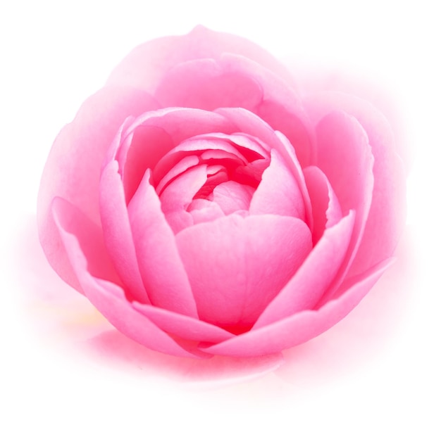 Pink rose flower