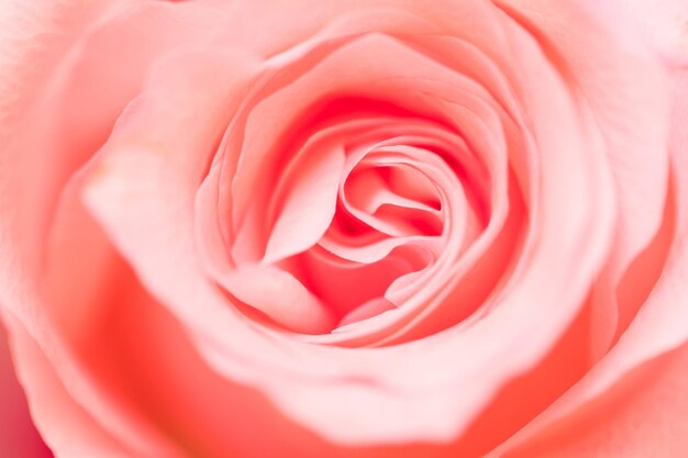 Pink rose flower