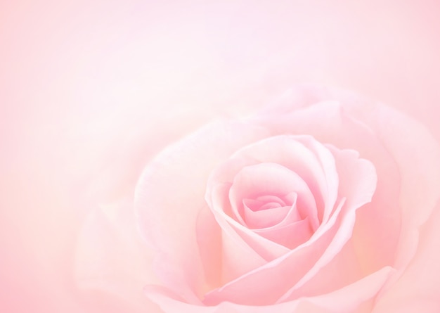 Photo pink rose flower