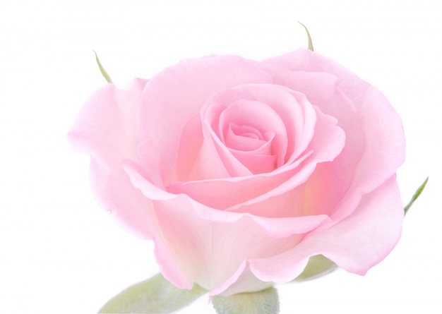 Pink rose flower