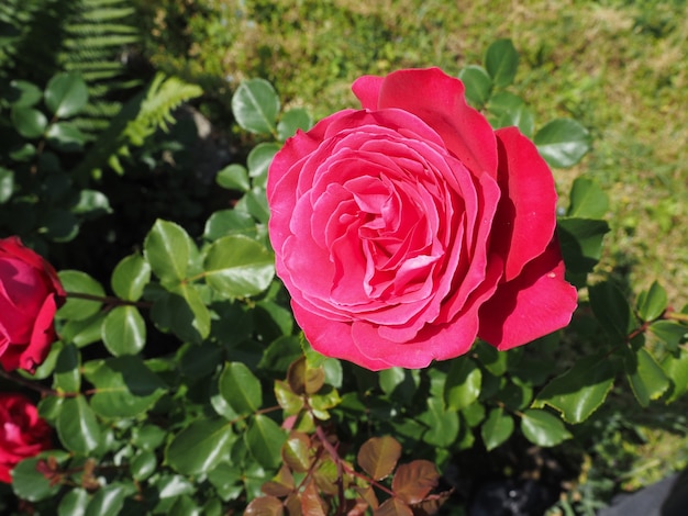 Pink rose flower