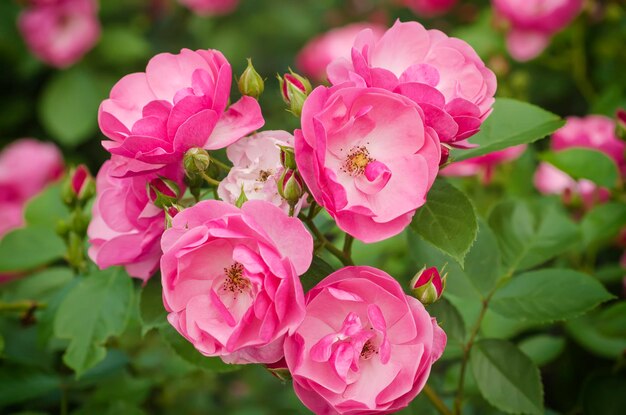 Pink rose flower