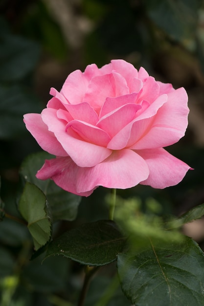 Pink rose flower