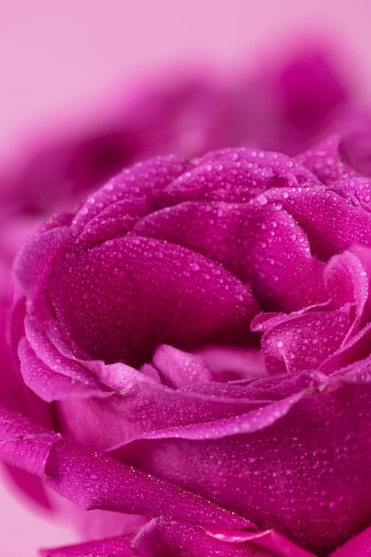 Pink rose flowers background Roses background. Pink flowers wallpaper