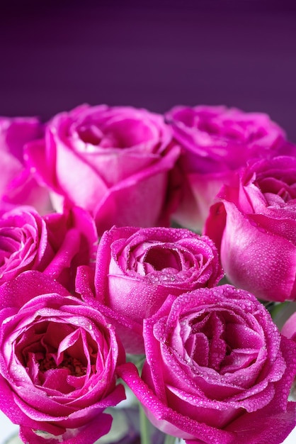 Pink rose flowers background. Roses background Pink flowers wallpaper