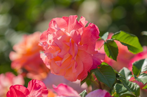 ピンクのバラの花の背景