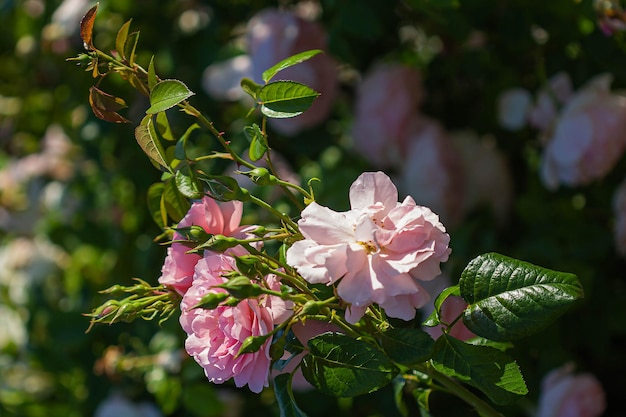 Pink rose flowers background