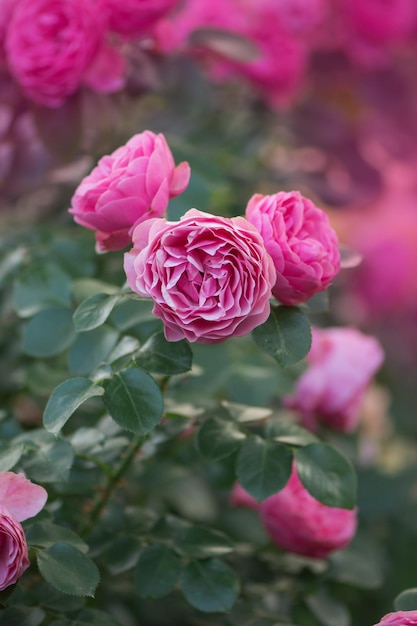 Pink rose flowers Blossom pink roses Pink rose flowers bush in garden Rose Pink Mini Wonder