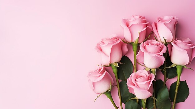 pink rose flowers bouquet on pink background flat lay with space for text