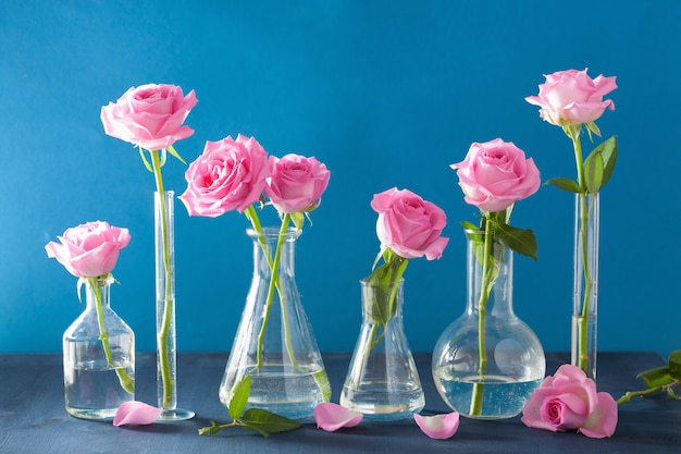 Pink rose flowers in chemical flasks over blue