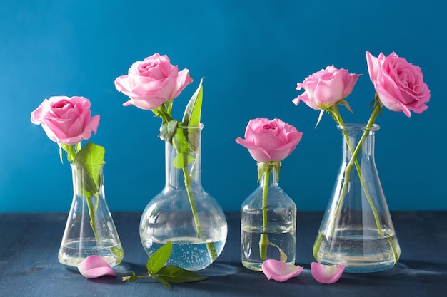 Pink rose flowers in chemical flasks over blue