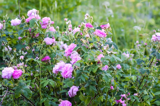 Pink rose flowers Decorative beautiful garden plants in flowering season