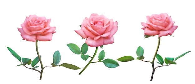 愛の結婚式やバレンタインデーのために白い背景で隔離のピンクのバラの花。