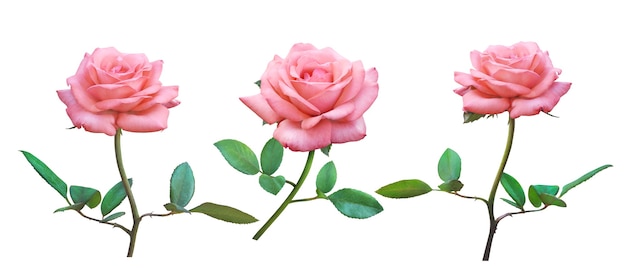 Pink Rose flowers isolated on white background for love wedding and valentines day.