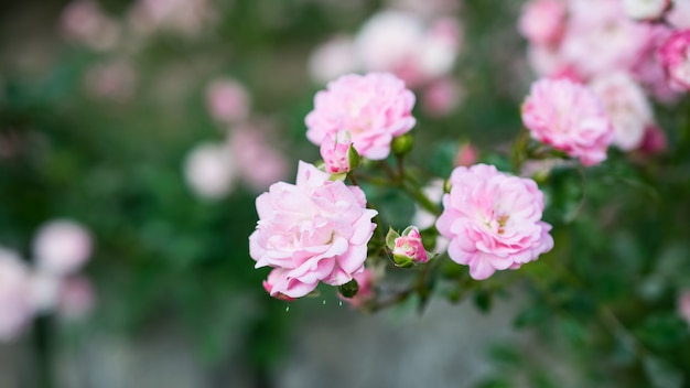 写真 庭の枝にピンクのバラの花