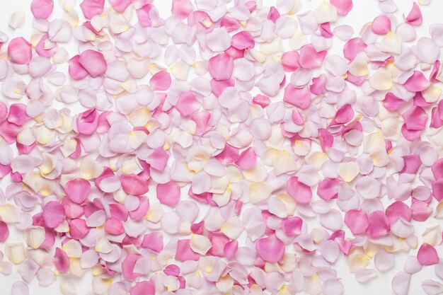 Лепестки розовых роз на белом. плоская планировка, вид сверху, копия пространства.