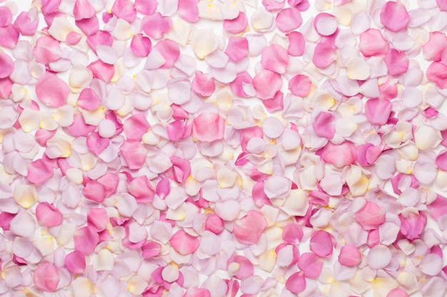 Pink rose flowers petals on white background. Flat lay, top view, copy space.