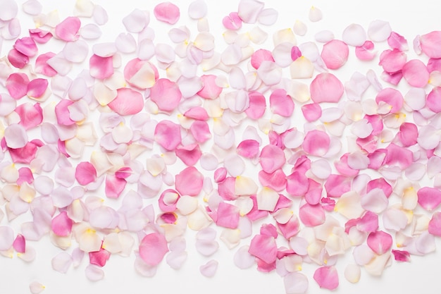 Pink rose flowers petals on white background. Flat lay, top view, copy space.