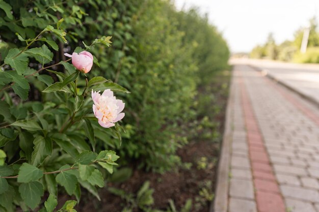 夏の庭のバラの茂みにピンクのバラの花