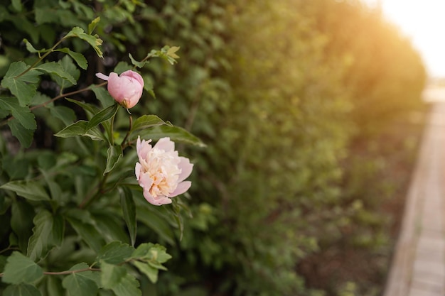 Pink rose flowers on the rose bush in the garden in summer