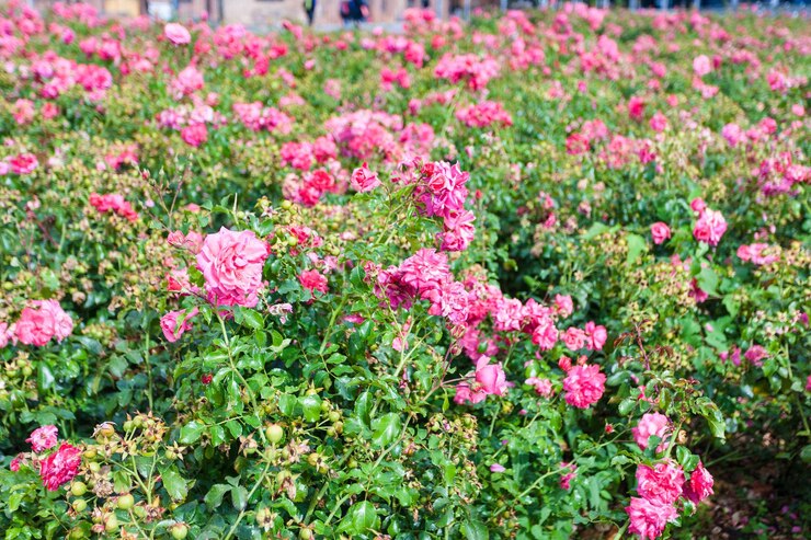 Photo アレクサンダー広場のピンクのバラの花の低木