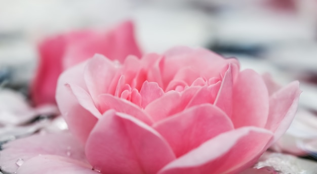 Pink rose flowers and white petals with drops and blur light background for water festival or spa