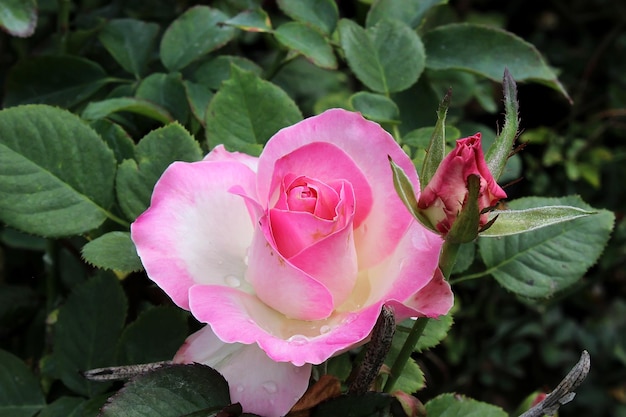 pink rose in the garden beautiful rose flower