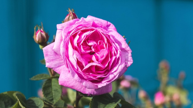 晴天の青い背景の庭にピンクのバラ