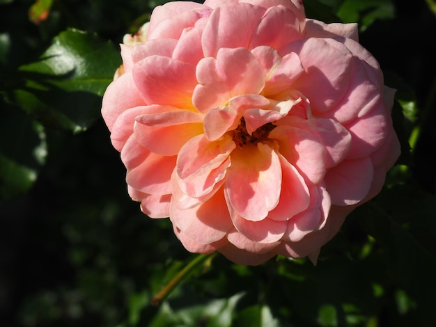 A pink rose in the garden of the castle of st. mary's.