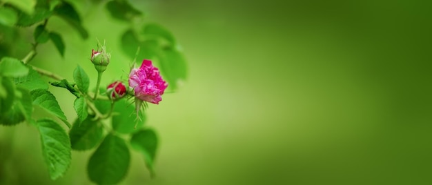 정원 녹색 배경의 핑크 장미 Rosa Centifolia Rose des Peintres