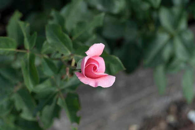 Pink rose in a garden