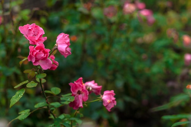 Photo pink rose in the garden