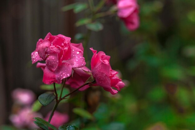 Photo pink rose in the garden