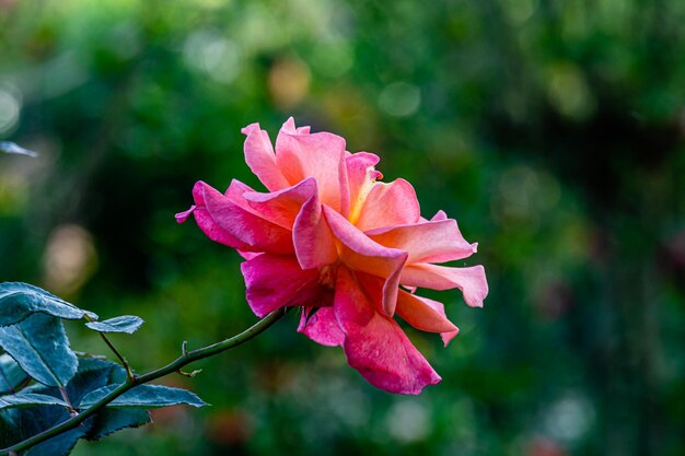 pink rose in the garden