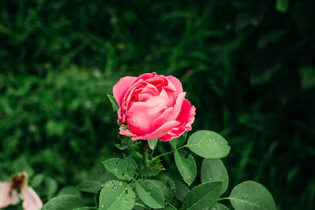 Pink Rose in Garden