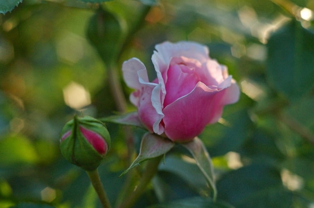 Pink rose in the garden