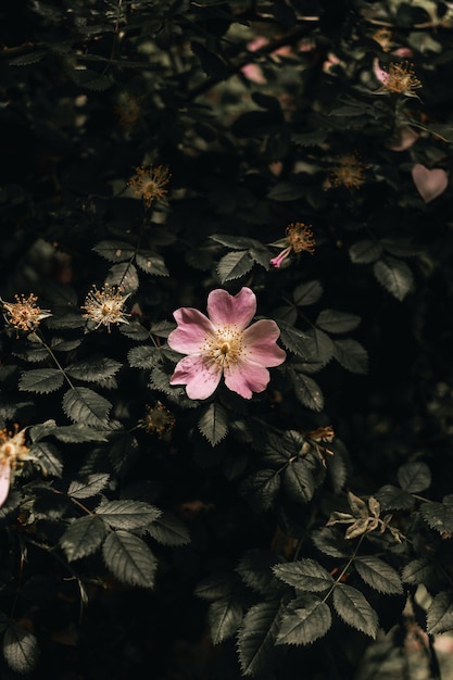 A pink rose in the garden