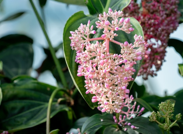 ピンクの薔薇の葡萄の花植物