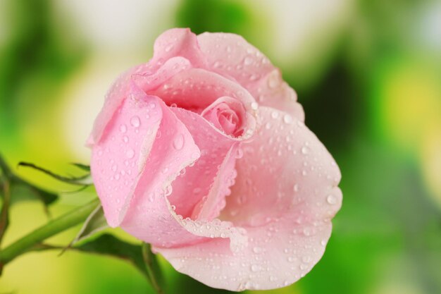 Pink rose on green background