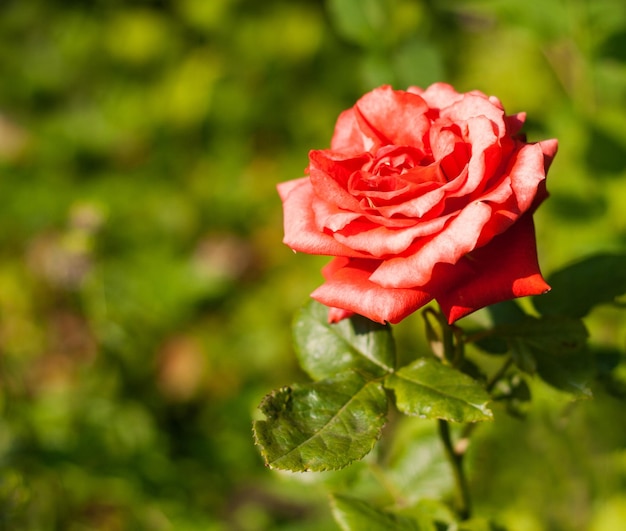 Foto rosa rosa su sfondo verde bokeh